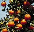 Tangerine Tango