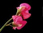 Sweet Pea