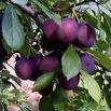 Sugar Plum & Berries