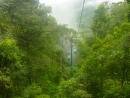 Rain Forest