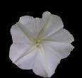 Moonflower