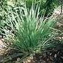Lemongrass Sage