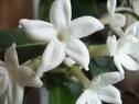 Jasmine