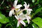 Honeysuckle