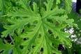 Citronella