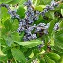 Bayberry