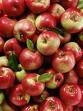 Apple Macintosh