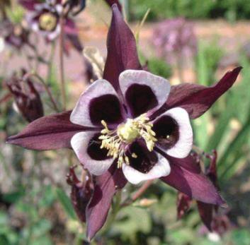 0205 - Columbine MAGPIE Seeds PERENNIAL