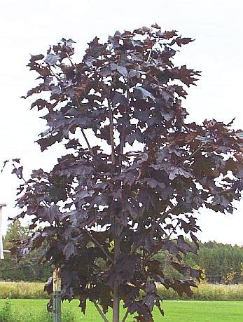 A MUST FOR YOUR LANDSCAPING Red Maple Tree SEEDS