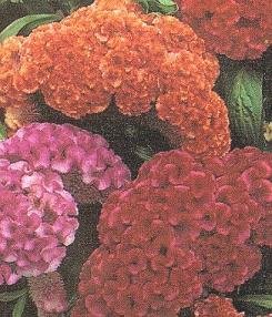 Celosia criscata 'Big Chief Mixed'