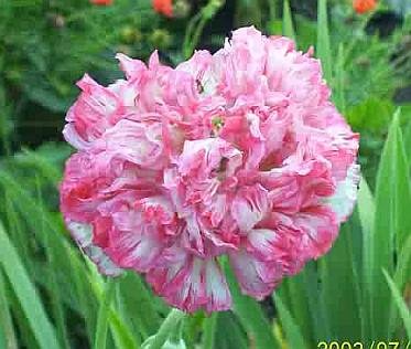 AMAZING Papaver Flemish Antique Peony Poppy ANNUAL