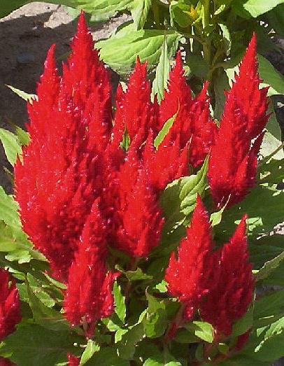 Annual CELOSIA Plumosa CENTURY FLAME Seeds