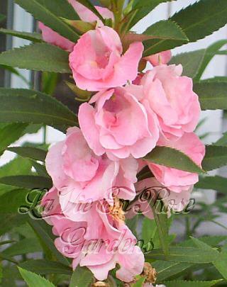 SPECIAL - BEAUTIFUL Annual BALSAM Princess Sarah SEEDS