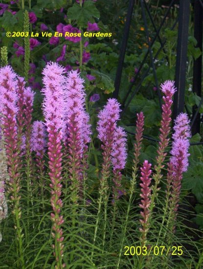 BLAZING STAR - Liatris spicata PERENNIAL Seeds