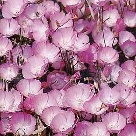 Godetia 'Lilac Blossom'
