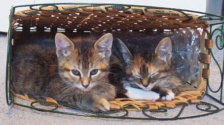 SPECIAL - Catnip "Nepeta cataria" Seeds Tantalize Your Cat - PERENNIAL