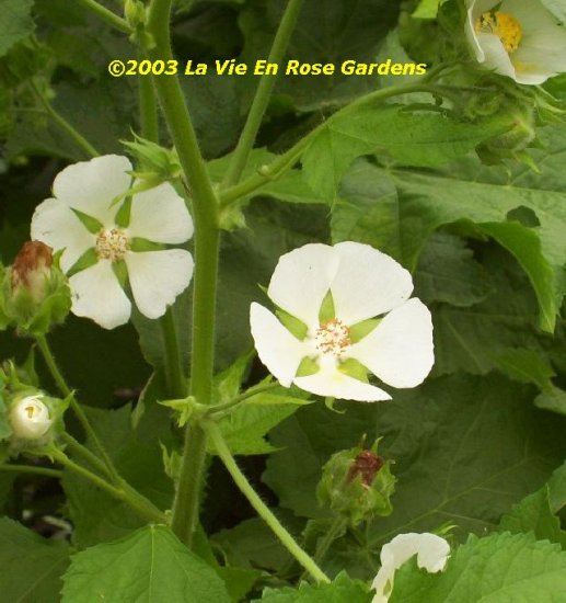 0040 - CEDAR CUP Kitaibelia vitifolia PERENNIAL Seeds