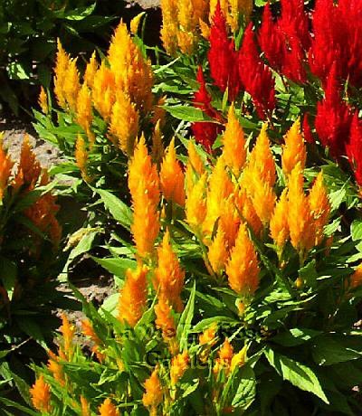 CELOSIA Plumosa CENTURY YELLOW