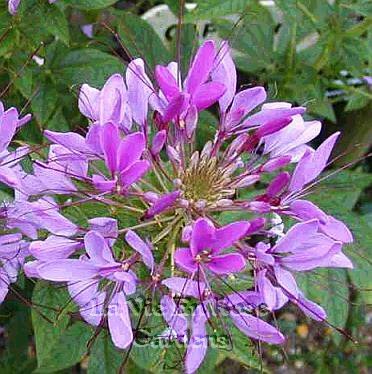 CLEOME Purple Queen SPIDER FLOWER