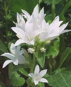 CLUSTERED BELLFLOWER 'Alba' SEEDS Perennial