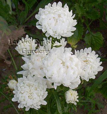 COCONUT ICE Annual OUTSTANDING Aster Seeds Annual