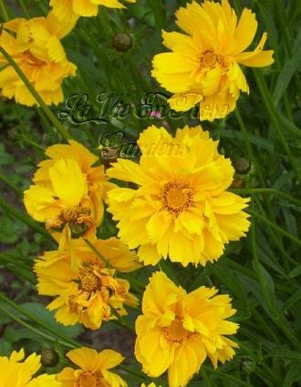 1679 - Coreopsis 'Sunburst' PERENNIAL seeds
