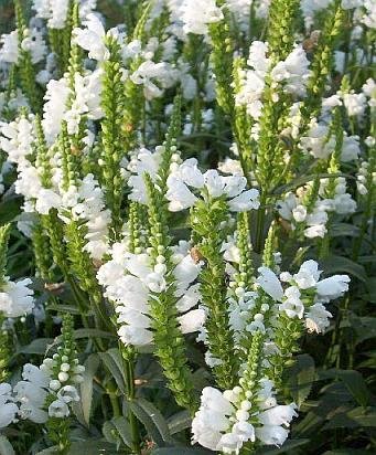 0042 - Perennial CROWN OF SNOW Physostegia SEEDS