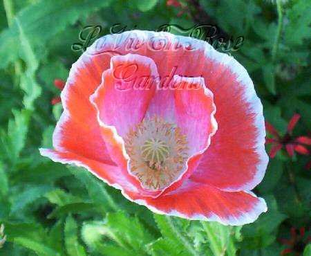 DELICATE Papaver ENGLISH ELEGANCE Poppy ANNUAL Seeds