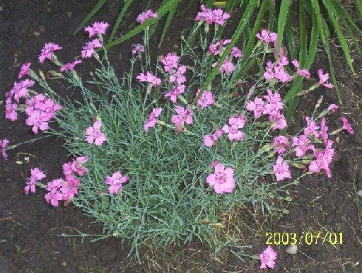 0049 - Perennial DIANTHUS 'Cheddar Pinks' SEEDS