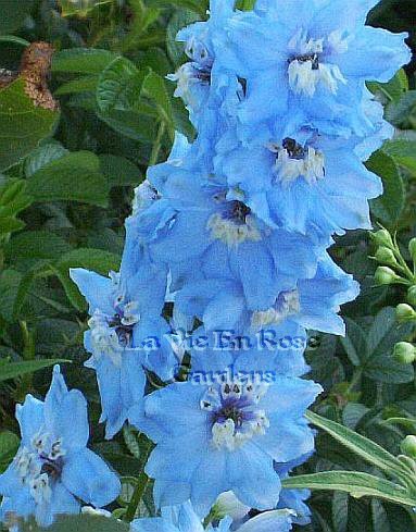 PERENNIAL Dwarf Delphinium 'Catherine' Series Mid-Blue SEEDS