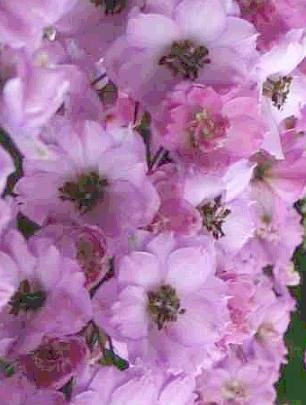 0215 - SEEDS Dwarf Delphinium 'Catherine' Series Rose PERENNIAL