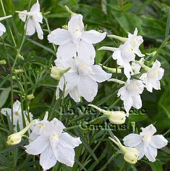 DWARF DELPHINIUM Tom Thumb SEEDS Perennial