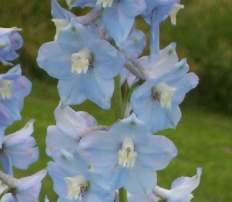PERENNIAL Dwarf Delphinium'Catherine' Series SEEDS Light Blue