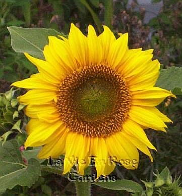DWARF Sunflower PACINO COLA Excellent for Border