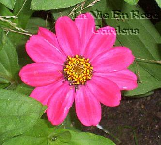 DWARF ZINNIA Profusion Series Cherry