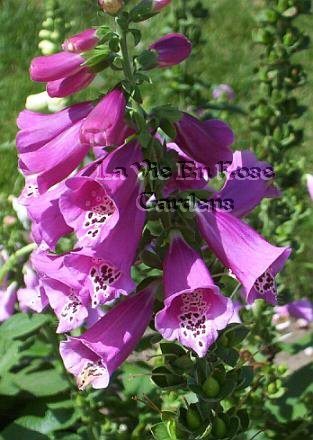 Elegant DWARF Foxglove Mixed colors Perennial SEEDS