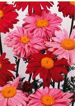 0211 - PERENNIAL Painted Daisy PYRETHRUM Seeds