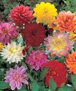 EXCITING Dwarf Dahlia 'Redskin' Mixed Colors Seeds
