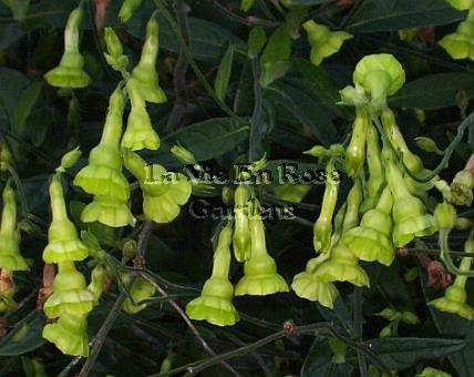 EXOTIC & EASY Apple Green Nicotiana Langsdorfii Seeds