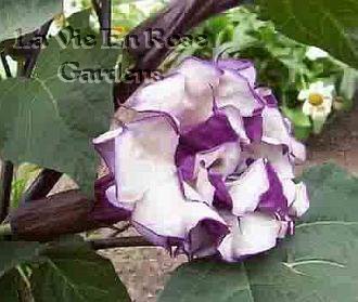 DOUBLE BLOOMED Datura Metel ANNUAL Seeds