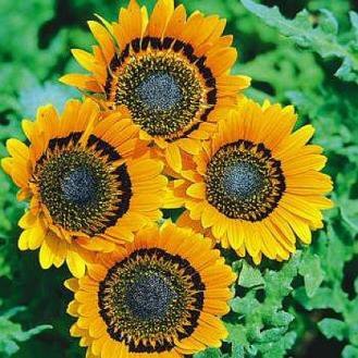 EXOTIC PRINCE Venidium Annual SEEDS