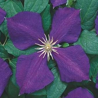 SPECIAL - Exquisite VINE Clematis Jackmanii SEEDS