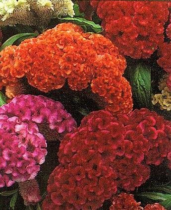 Extra Dwarf CELOSIA Cristata Amigo Seeds Mix