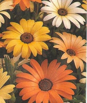 EYE-CATCHING African Daisy Seeds MIXTURE