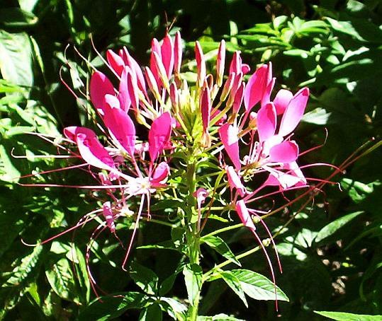 FABULOUS Cleome CHERRY QUEEN Spider Flower Seeds