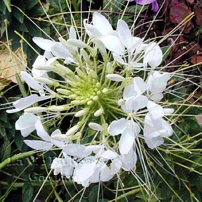 CLEOME Helen Campbell SPIDER FLOWER Seeds