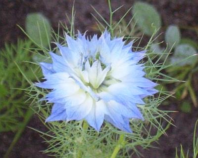 SPECIAL - FABULOUS Love In A Mist BLUE SKIES Annual Seeds