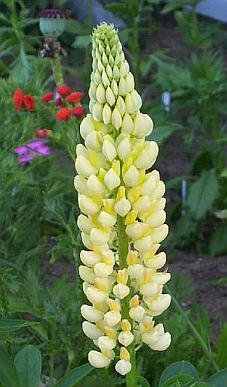 Fabulous Perennial LUPINS Seeds - COLOR YELLOW Only