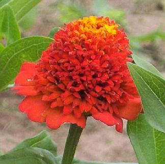 FABULOUS Zinnia Scabious MIXED Seeds ANNUAL