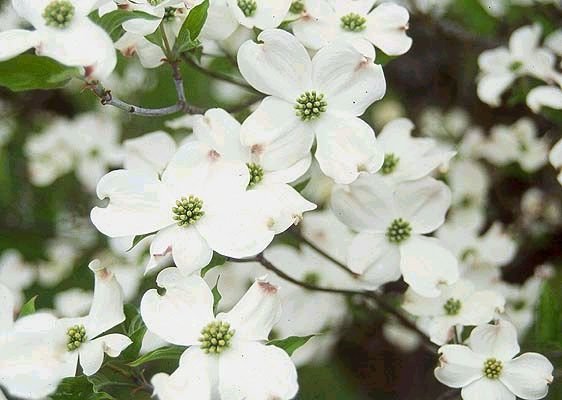 FLOWERING DOGWOOD Astounding Tree SEEDS